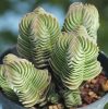 Crassula "Buddha temploma" Zamatos Crassula