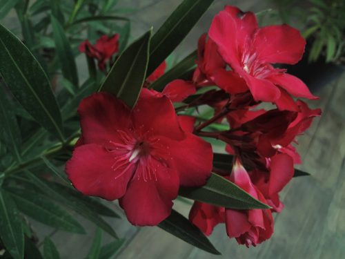  OLEANDER piros telt GEANT DES BATAILLES virágos palánta