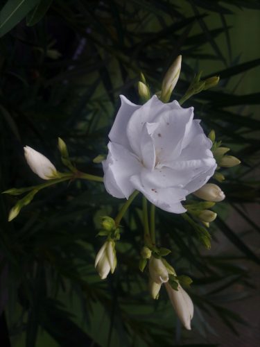  OLEANDER fehér full ALBUM PLENUM gyökeres palánta virágzáshoz