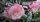  OLEANDER rózsaszín full ROSARIO gyökerű palánta virágzáshoz