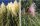  Pampas Grass - két szín készlet - Rózsaszín és fehér virág P9