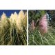  Pampas Grass - két szín készlet - Rózsaszín és fehér virág P9