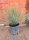  Yucca rostrata Erkélyre vagy teraszra ideális növény