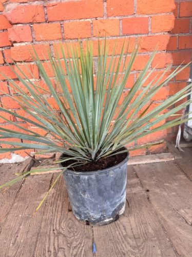  Yucca rostrata Erkélyre vagy teraszra ideális növény