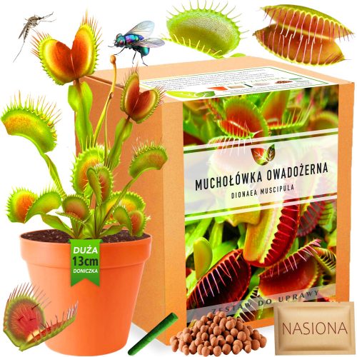  A Dionaea Muscipula rovarevő növény magjai 300 g