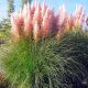  Szép rózsaszín pampafű Cortaderia Selloana Dense Large 14 cm-es cserépben