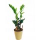  Zamioculcas Zamioculcas palánta 0,5 l-es tartályban