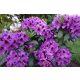  Rhododendron és azálea lila, kék, rózsaszín palánta 1-2l-es edényben 20-30 cm