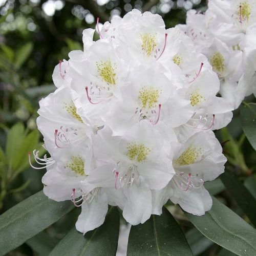  Rhododendron és azálea fehér, rózsaszín, sárga palánta 1-2l-es edényben, 20-30 cm