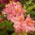  Rhododendronok és azáleák, palánták 1-2 literes edényben, 30-45 cm