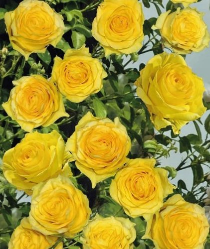  Sárga rózsa palánta 2-3l 30 cm-es edényben