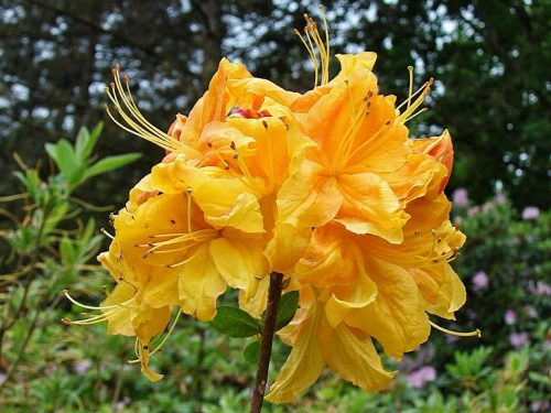  Rhododendron és azálea piros, narancssárga, tarka, sárga palánta 1-2l-es edényben, 20-35 cm