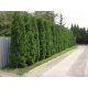  THUJA OSZLOP SÖVÉNYHEZ - 30 DB-OS KÉSZLET 200 PLN-ÉRT