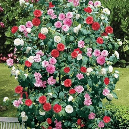  Camellia tricolor Camellia 3 szín, remek hatás