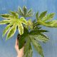  Fatsia Japonica Variegata D 14 cm kb. 45 cm magas