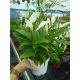  Spathiphyllum Spathiphyllum Peace Lily don 12cm Mária könny