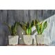  Sansevieria Superba palánta 1-2 literes edényben