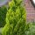  Cypress IVONNE aranysövény Palánta 2L