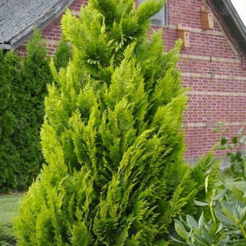  Cypress IVONNE aranysövény Palánta 2L