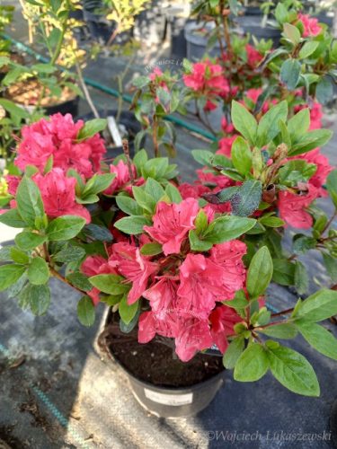  Rhododendron és azálea, színes palánták 1-2l-es edényben, 25-35 cm