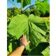  Paulownia Oxitree garantált