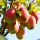  LIGOL almafák, csupasz gyökerű palánta, 100-120 cm
