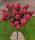  HYDRENSION DIAMANT ROUGE hortenzia fa törzsén 100-140 cm