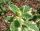  Ananász menta bicolor palánta áttelelő gyógynövény