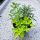  Gyógynövénykeverék Rozmaring Oregánó Palánták Gyógynövények cserépben Friss Cserepes