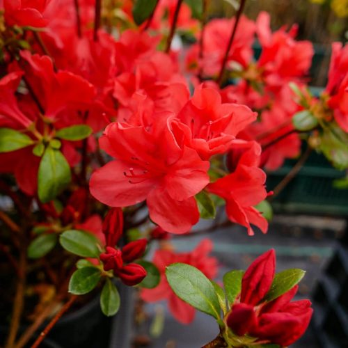  Rhododendron és azálea, palánták 1-2 literes edényben, 10-30 cm