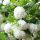  Korall viburnum 'Roseum'