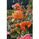  Narancs rózsa palánta 30 cm-es bálában