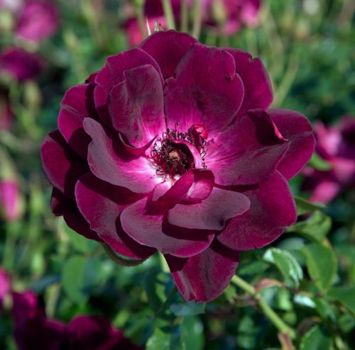  Lila rózsa palánta bálában