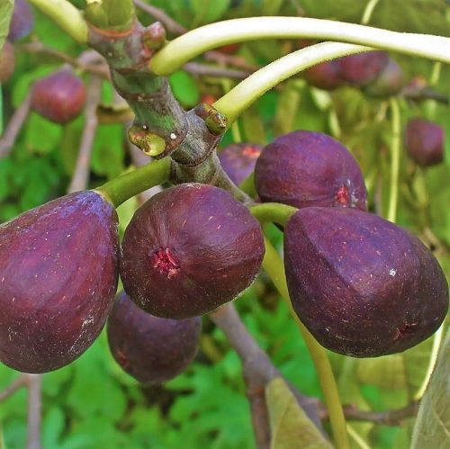  Ficus Gustissimo Peretta (Ficus carica) Nagy palánta 3-4l-es cserépben