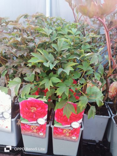  Vörös rózsa palánta 1-2 literes edényben