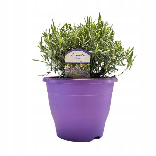  Örökzöld levendula PLATINUM NICO (Lavandula) HUGE SEEDINGMENT XL- C4.5