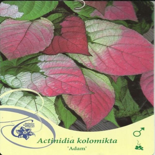  Actinidia tarka, mini kivi ADAM Actinidia kolomikta