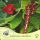  Piros virágú Schisandra nőstény, Schisandra rubriflora F