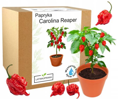  Szett Carolina Reaper HP22B pirospaprika magok termesztéséhez - A LEGSZÉPES