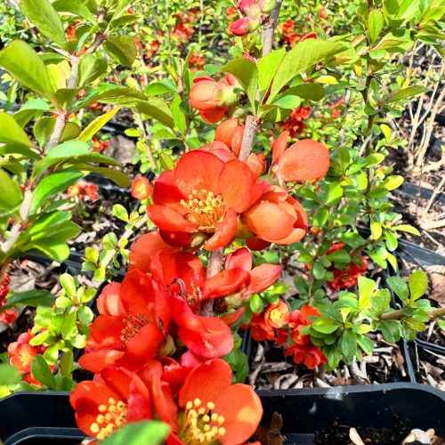  Birs 'Clementine' Orange Flowers (Chaenomeles) P13