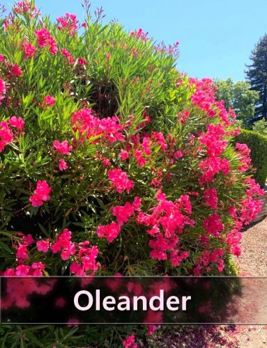  Nerium Oleander XXL PINK edényben