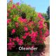  Nerium Oleander XXL PINK edényben