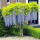  Wisteria palánta 1-2l 40 cm-es edényben