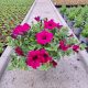  Petunia Hybrida Purple palánta 2-3 literes edényben