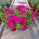  Petunia Hybrida Hot Pink palánta 2-3 literes edényben