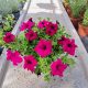  Petunia Hybrida málna palánta 2-3 literes edényben