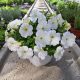  Petunia Hybrida Pearl White palánta 2-3 literes edényben