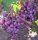  SIENIA szőlő 40-60 cm