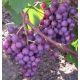  SIENIA szőlő 40-60 cm