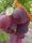  KOLUMB szőlő 40-60 cm